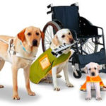 AB 1569 (Caballero). Disability rights: reasonable accommodations: animals.